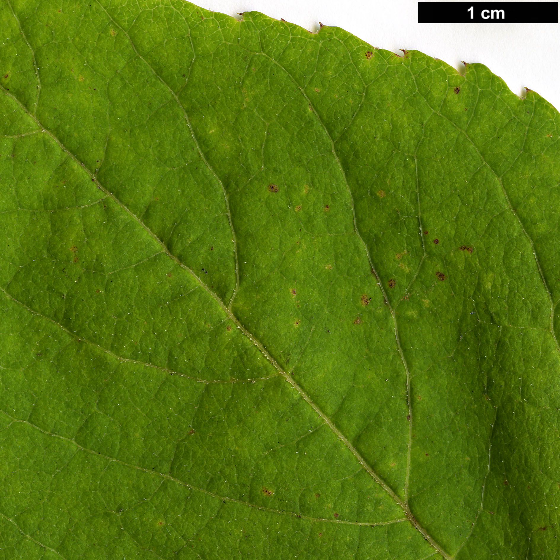High resolution image: Family: Araliaceae - Genus: Aralia - Taxon: elata